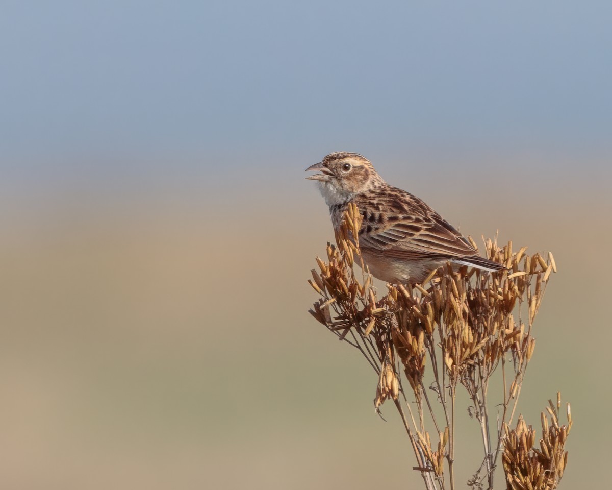 ナンアヤブヒバリ - ML645906730