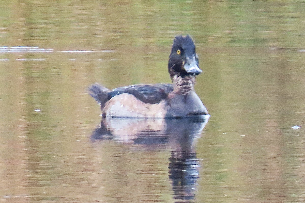 クビワキンクロ - ML645906734