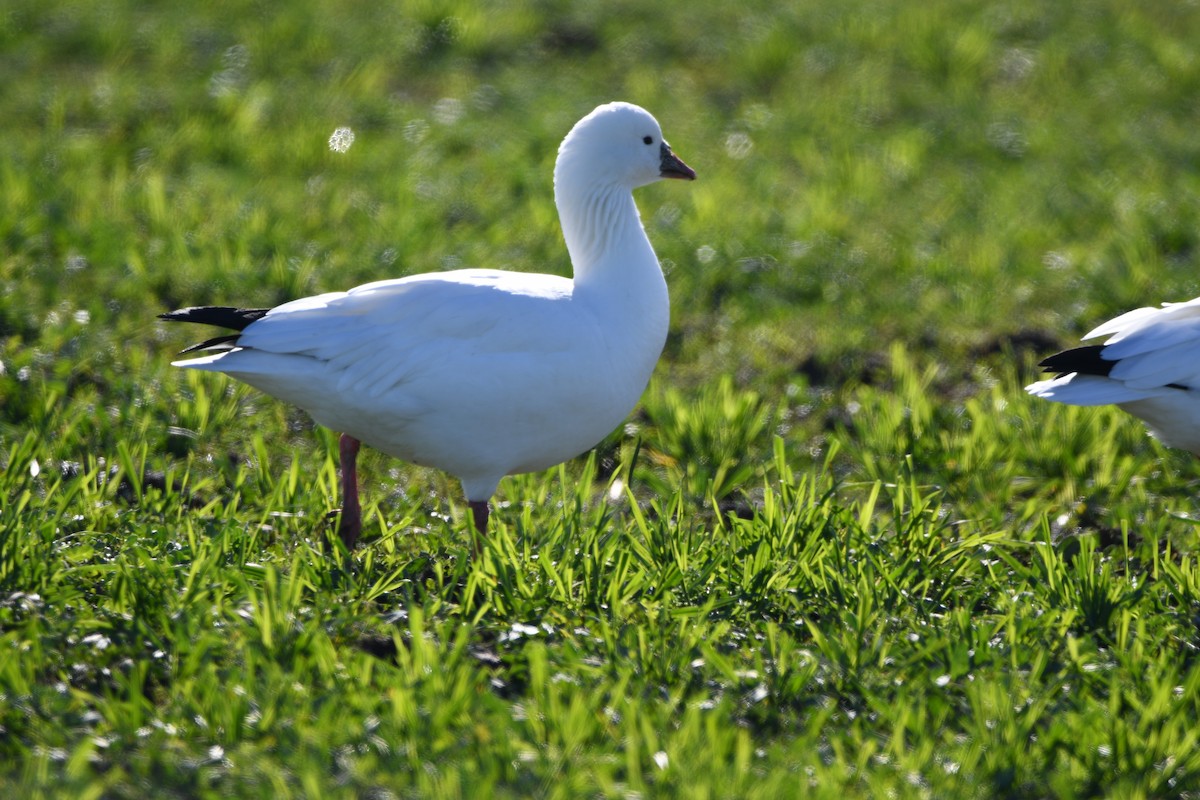 Ross's Goose - ML645906773