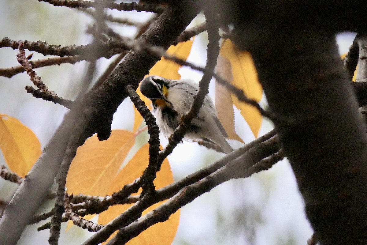 Yellow-throated Warbler - ML645906786