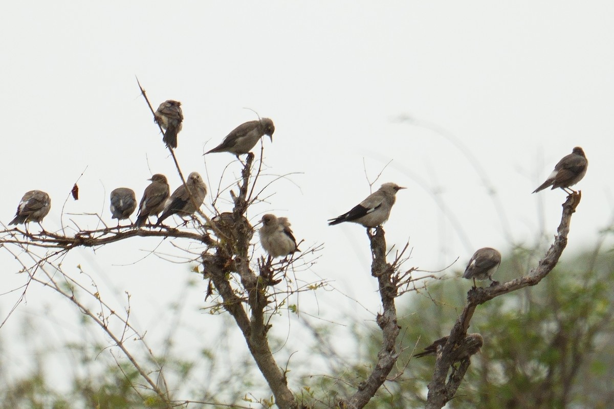 Wattled Starling - ML645906789
