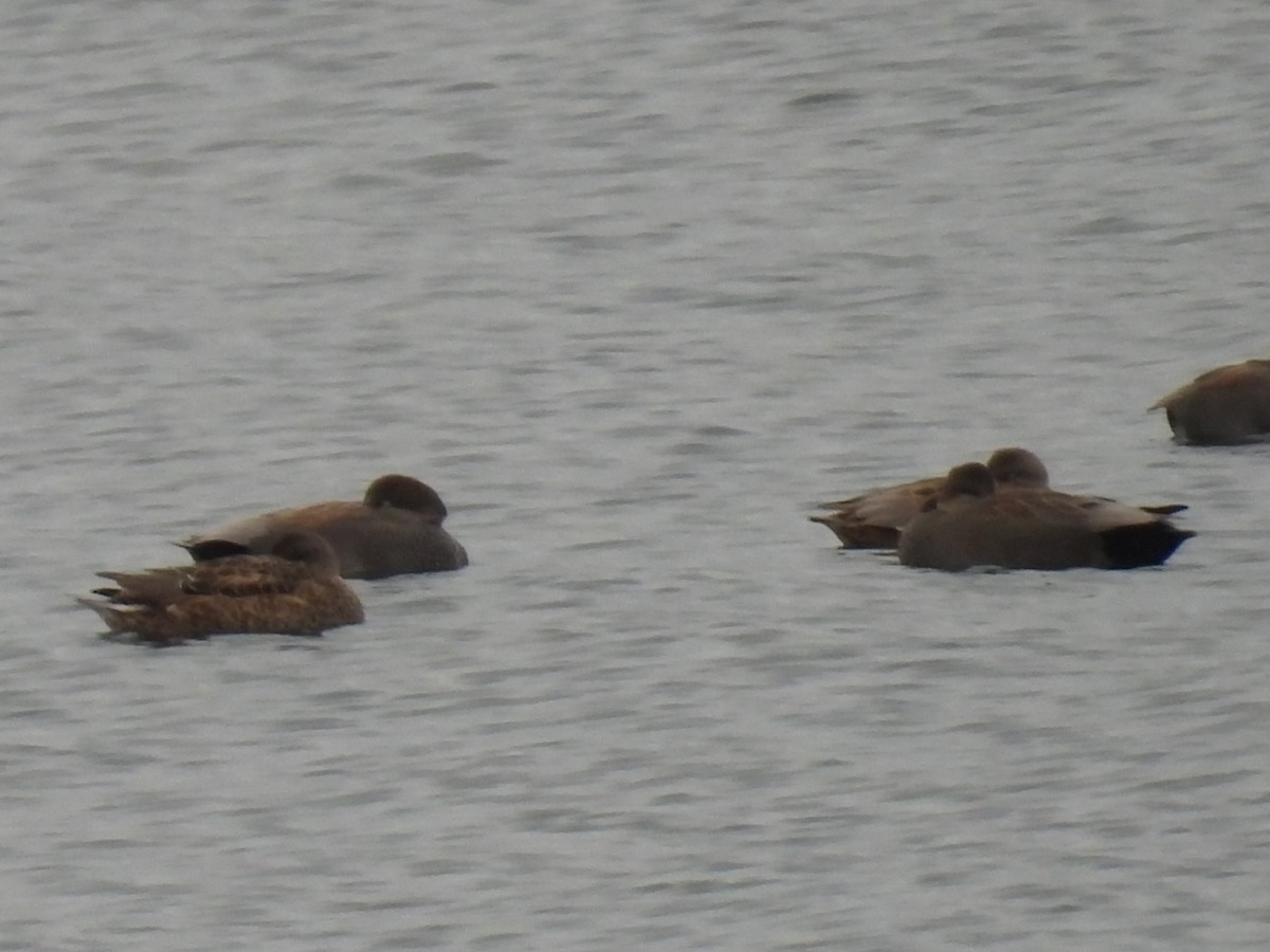 kopřivka obecná - ML645906810