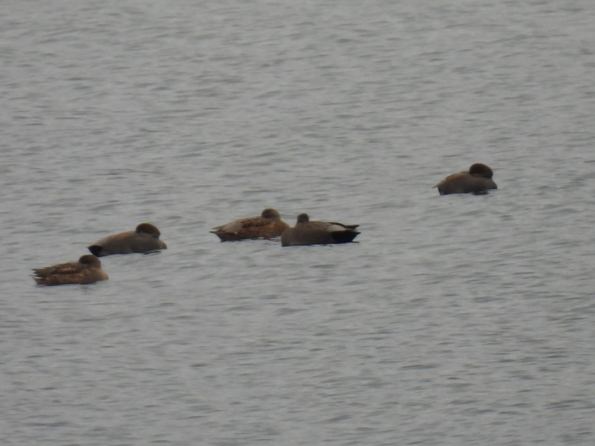 kopřivka obecná - ML645906811