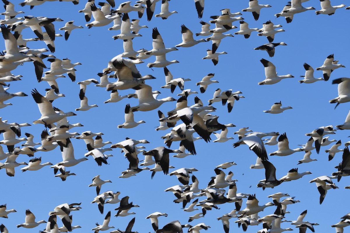 Snow/Ross's Goose - ML645906813