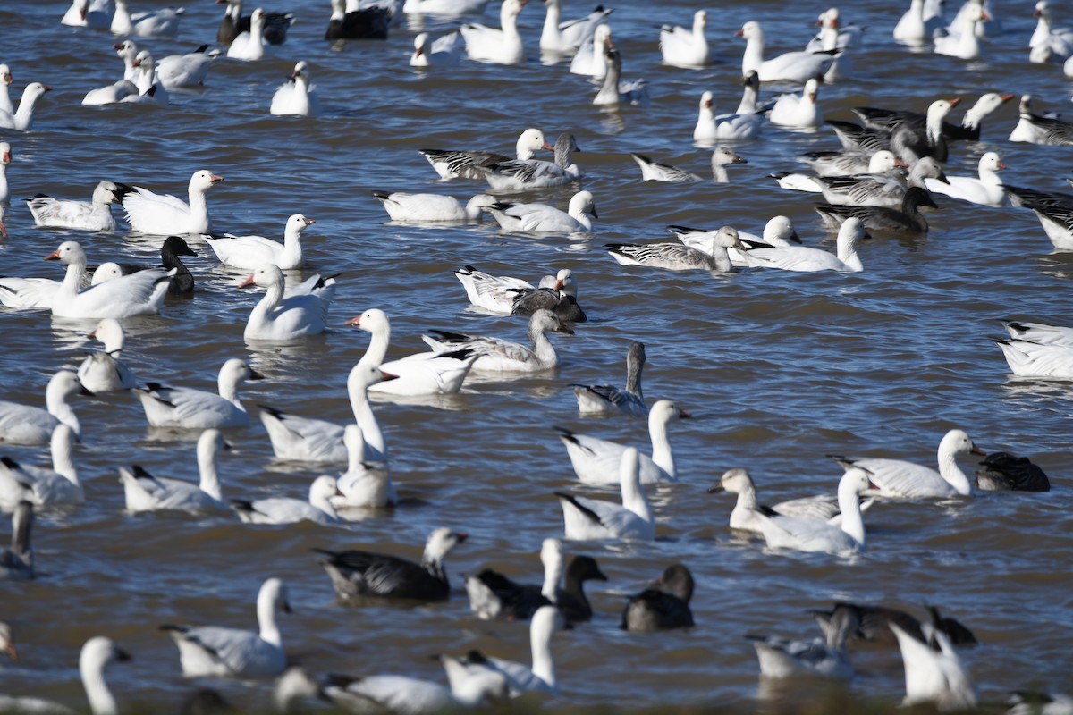 Snow/Ross's Goose - ML645906814
