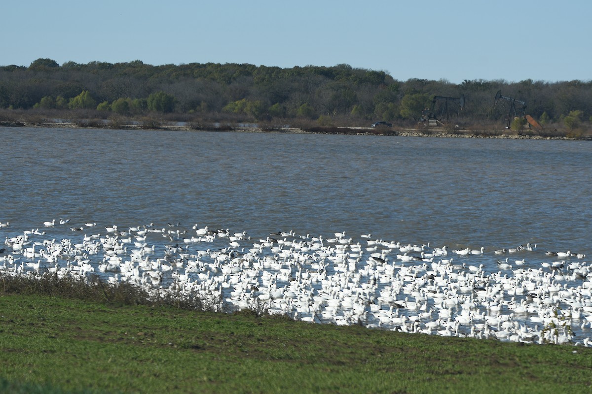 Snow/Ross's Goose - ML645906815