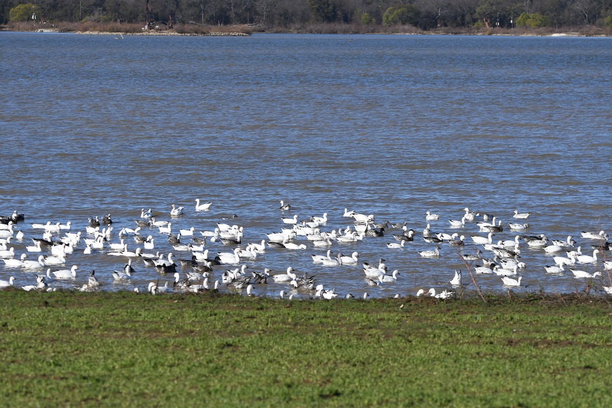 Snow/Ross's Goose - ML645906817
