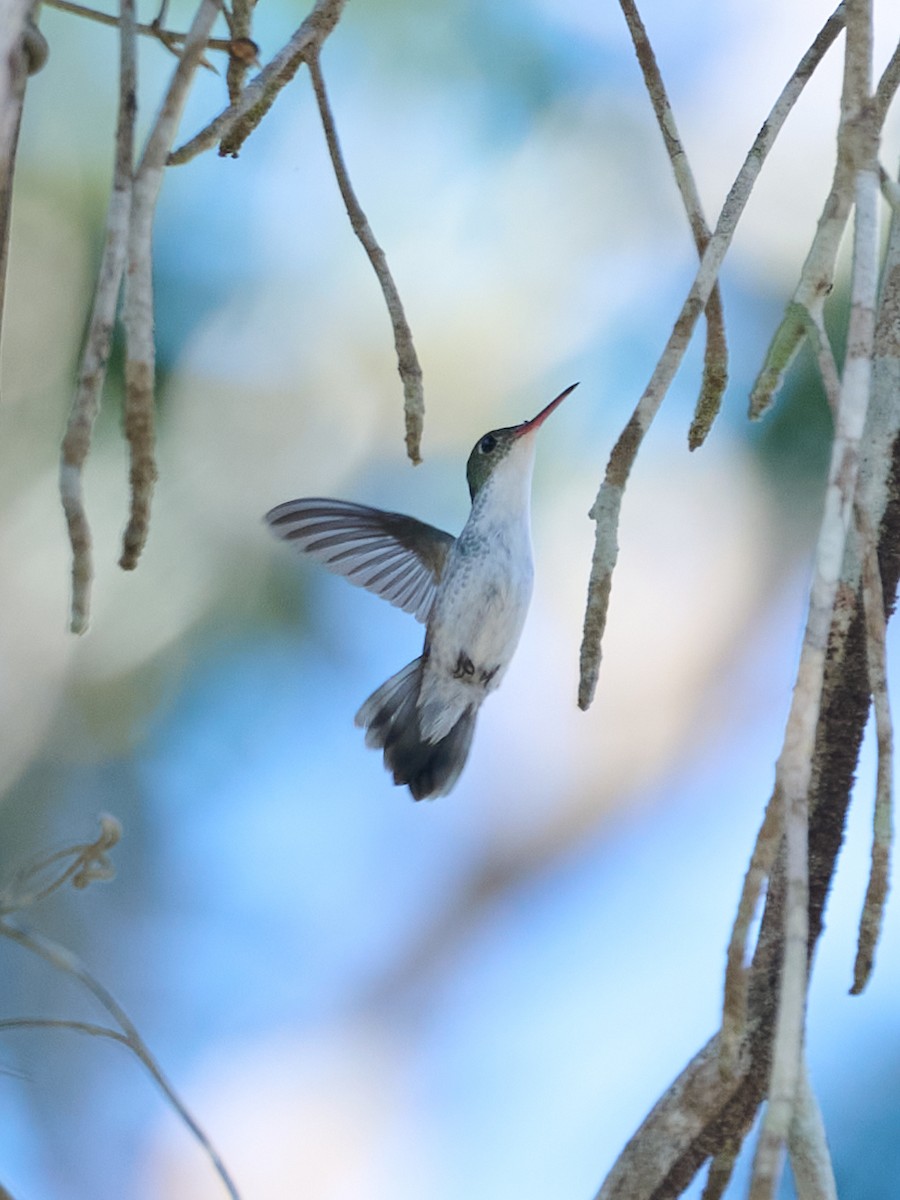 White-bellied Emerald - ML645906825