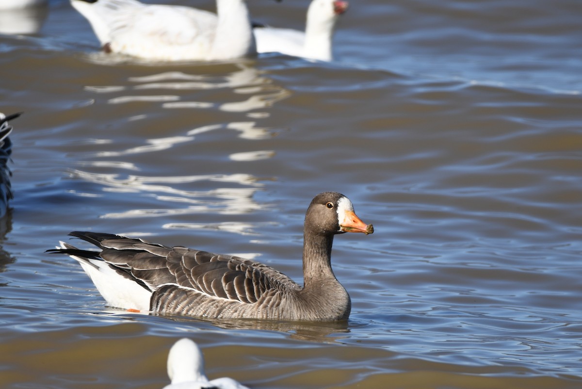 Greater White-fronted Goose - ML645906836