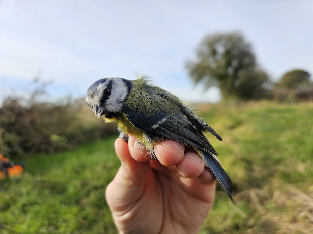 sýkora modřinka - ML645906841