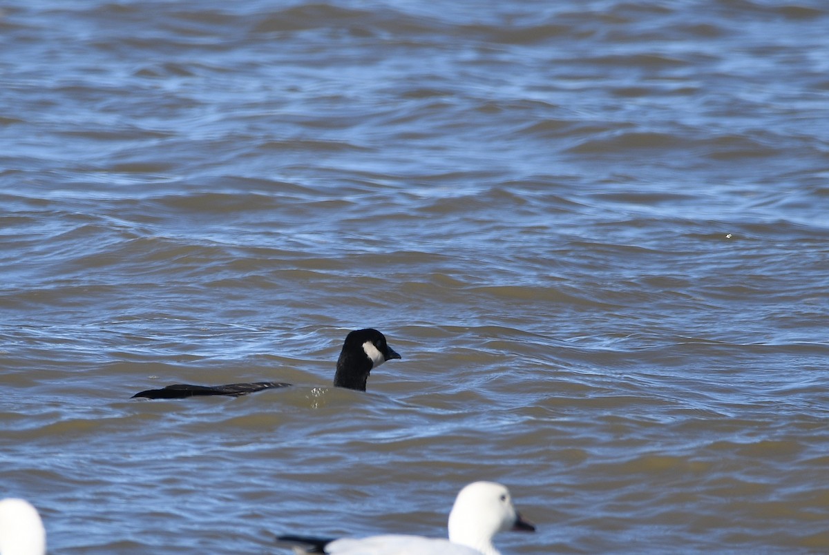 Cackling Goose (Richardson's) - ML645906842