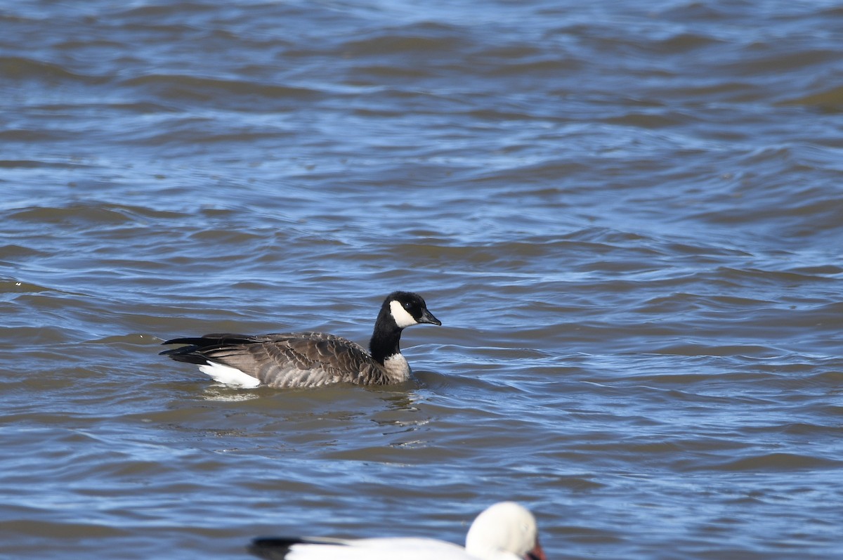 Cackling Goose (Richardson's) - ML645906843
