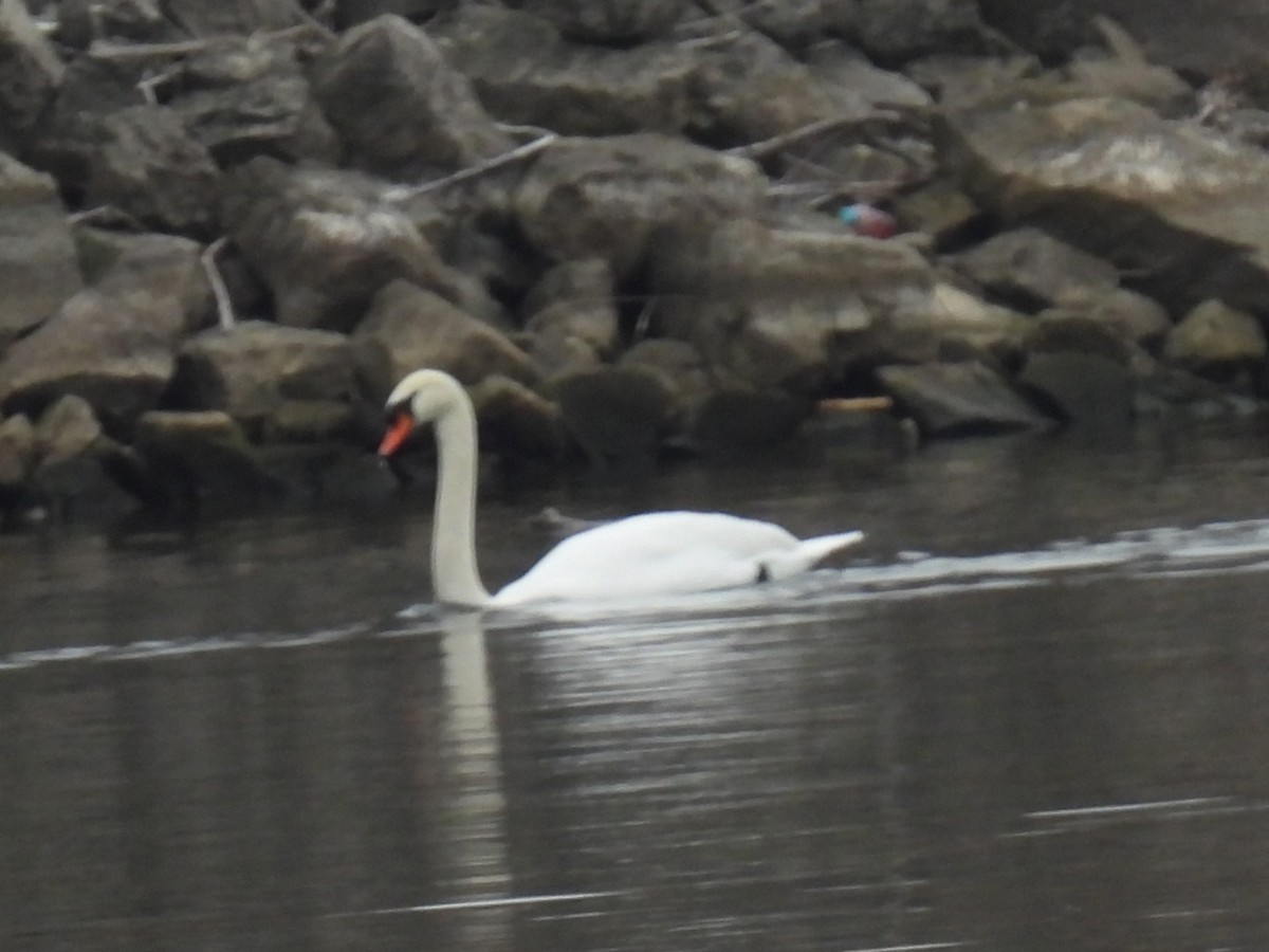 Лебідь-шипун - ML645906846