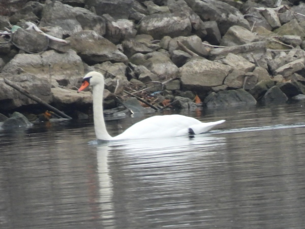 Лебідь-шипун - ML645906847