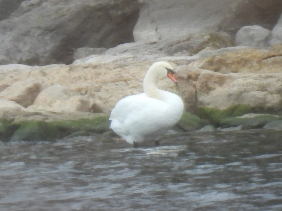 Лебідь-шипун - ML645906848