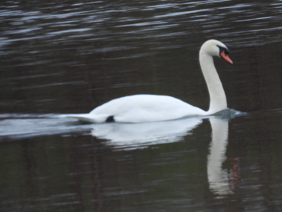Лебідь-шипун - ML645906849