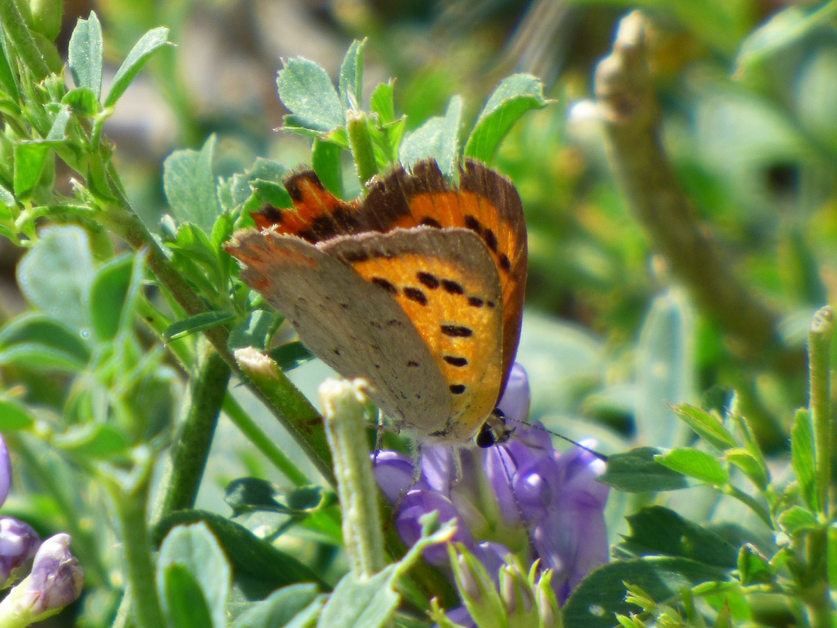 Purple-shot Copper - ML645906851