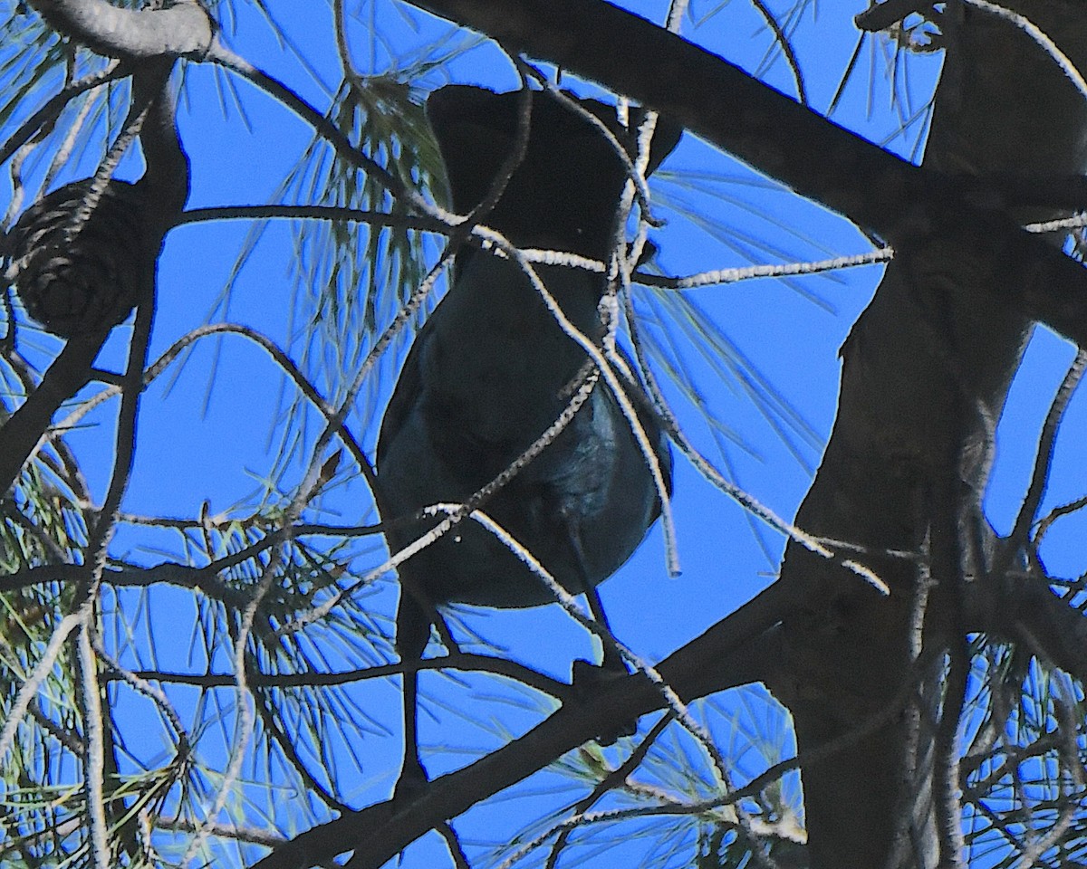 Chara de Steller (grupo diademata) - ML645906853