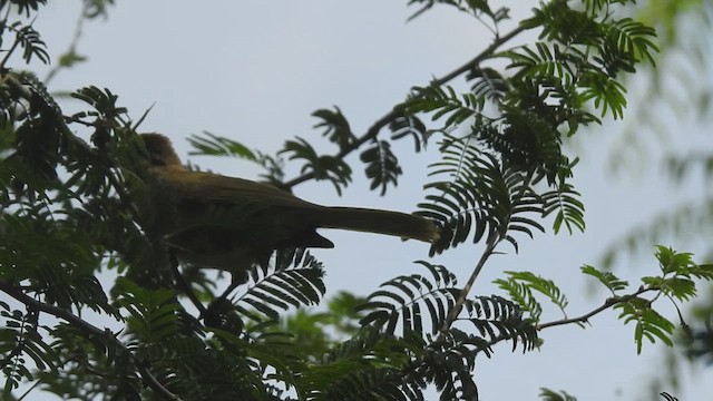 passerine sp. - ML645906856