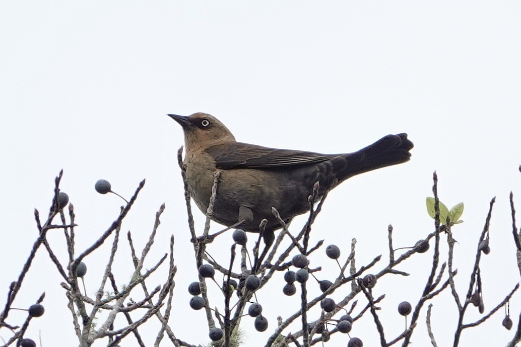 Rusty Blackbird - ML645906870