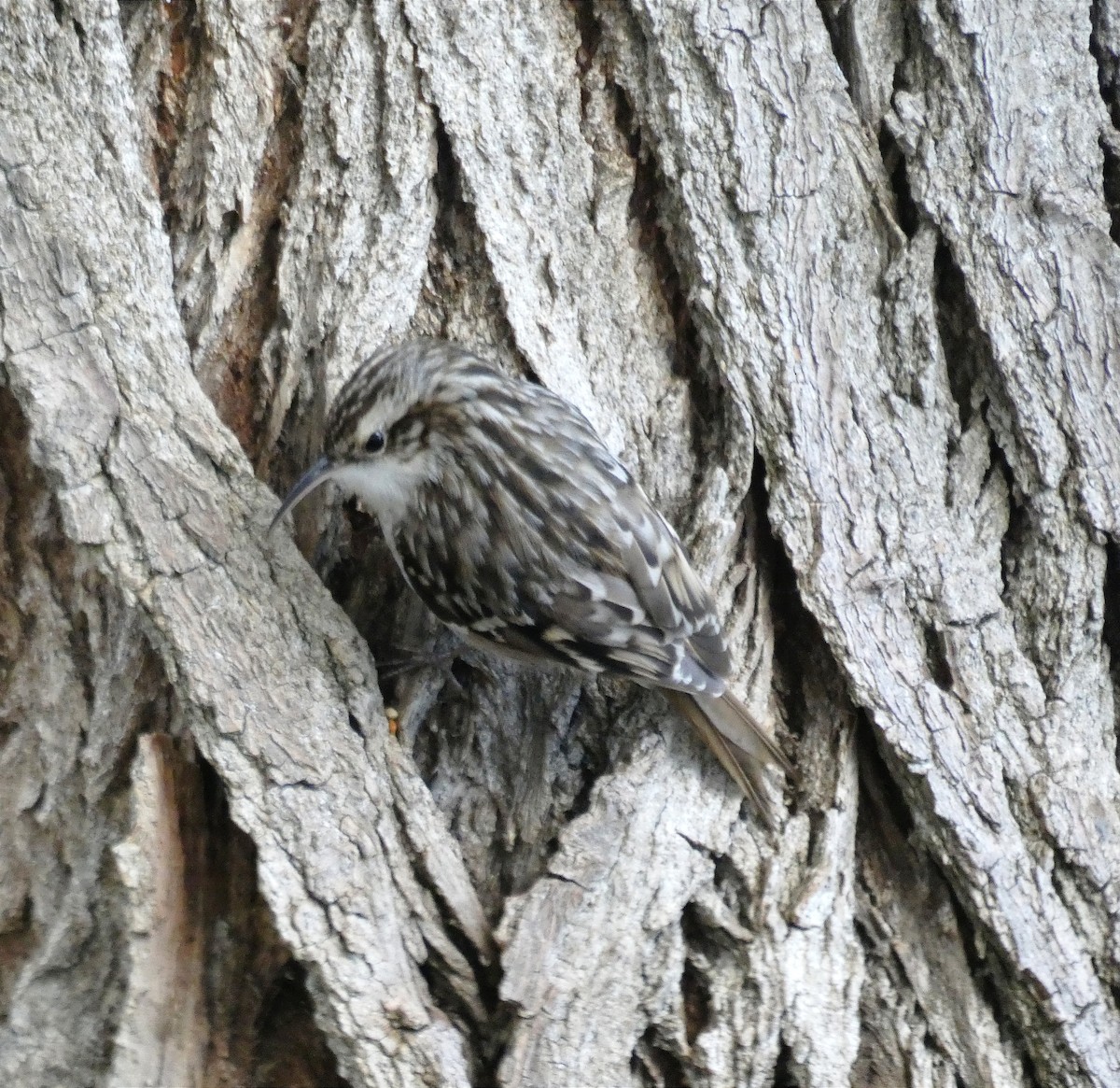 Short-toed Treecreeper - ML645906886