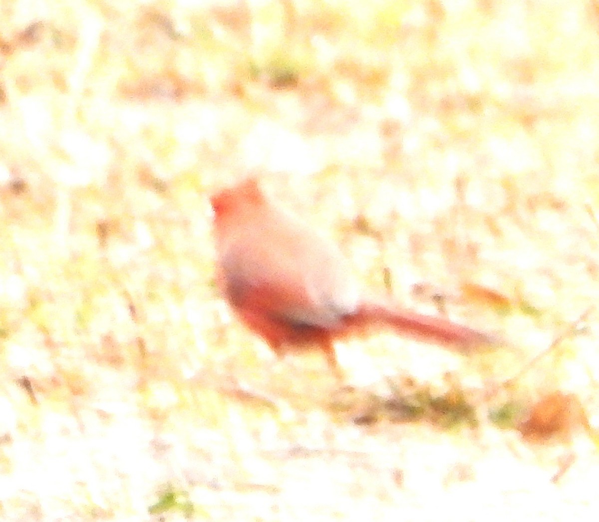Northern Cardinal - ML645906887