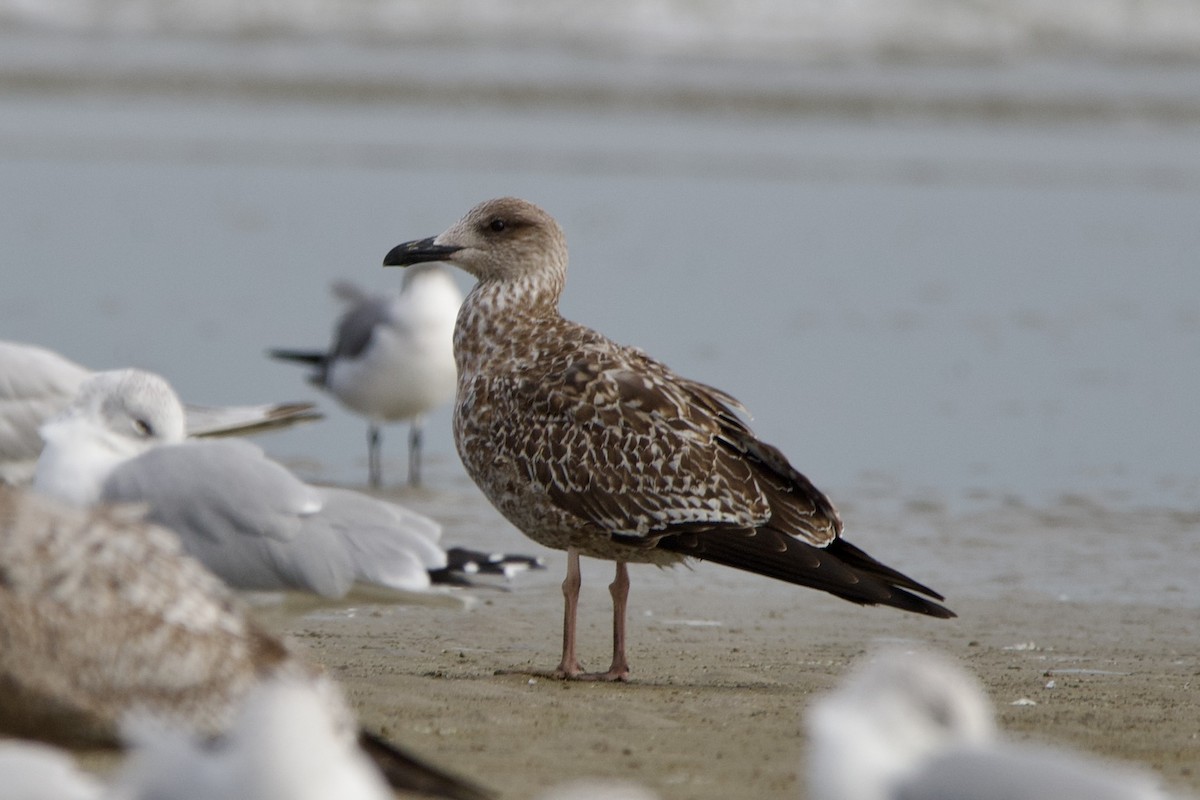 ニシセグロカモメ - ML645906894