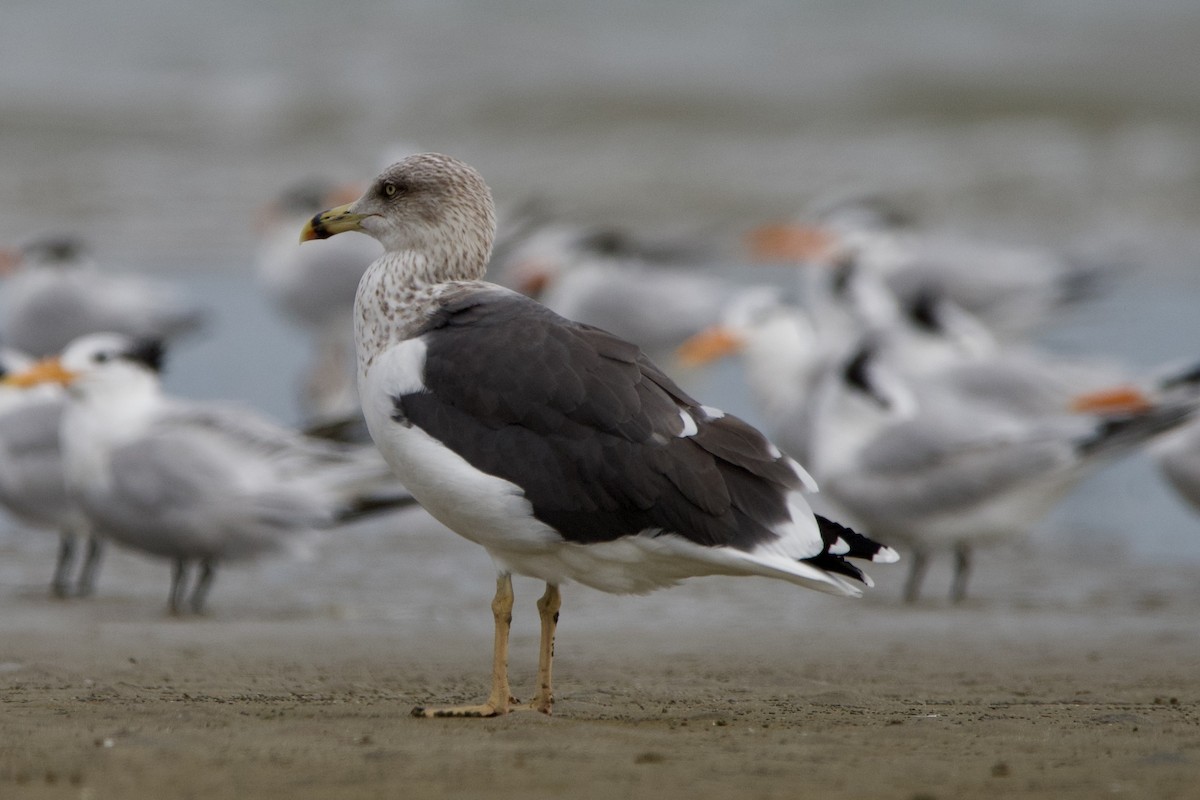 ニシセグロカモメ - ML645906895