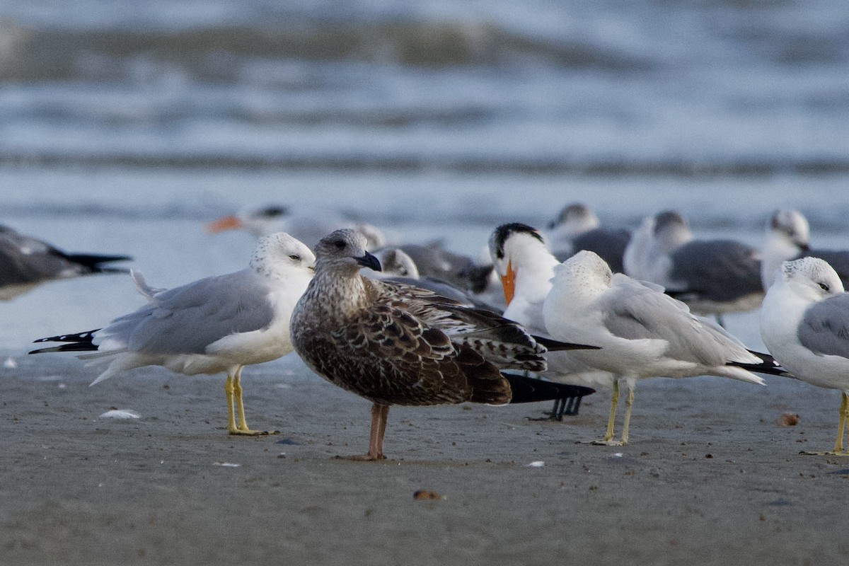 ニシセグロカモメ - ML645906896