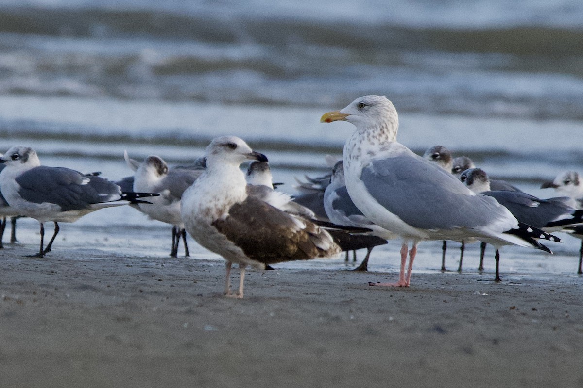 ニシセグロカモメ - ML645906897