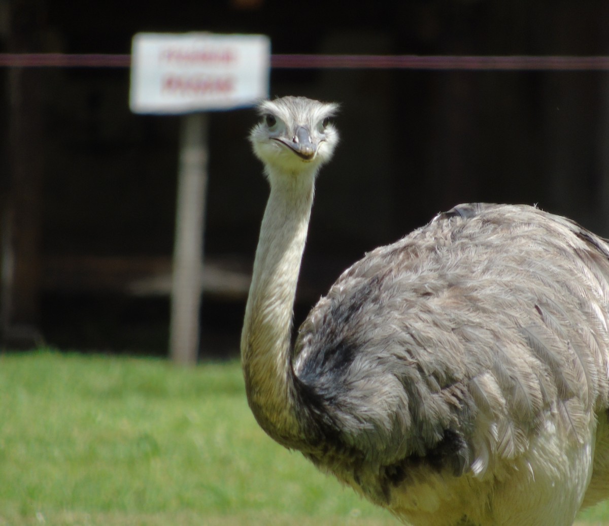 nandu pampový - ML645906899