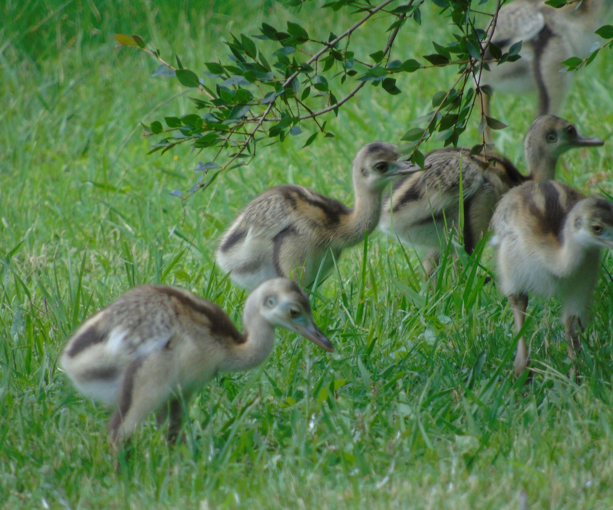 nandu pampový - ML645906900