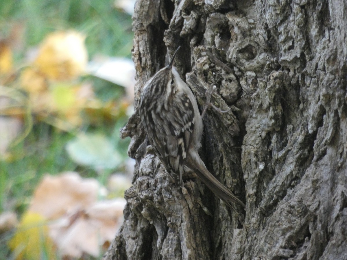 Short-toed Treecreeper - ML645906906