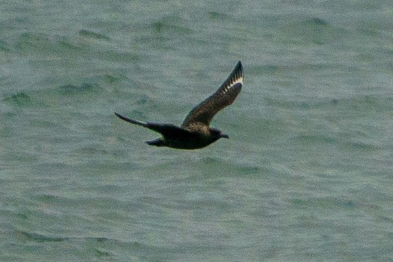Great Skua - ML645906909