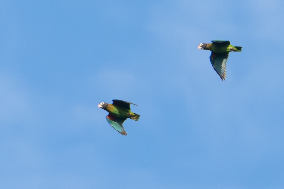 amazónek hnědohlavý - ML645906910