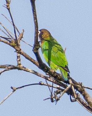 amazónek hnědohlavý - ML645906912