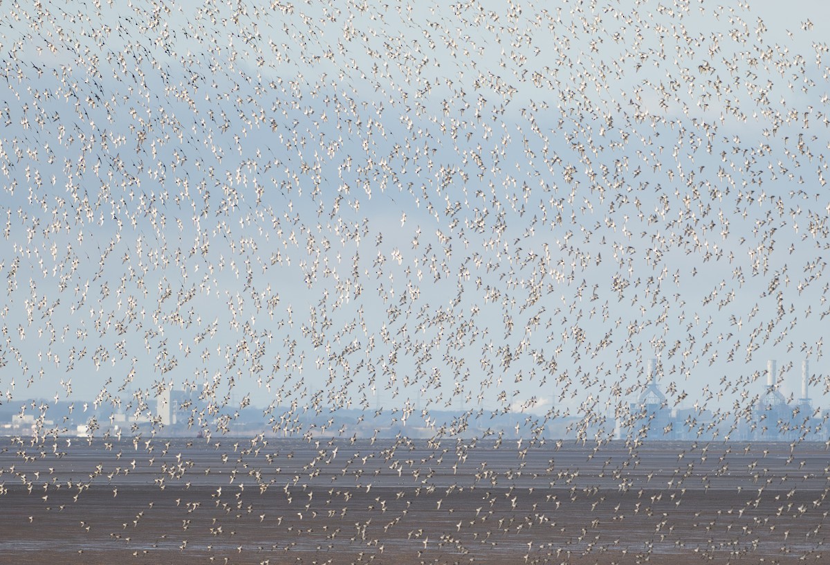 Сивка звичайна - ML645906916