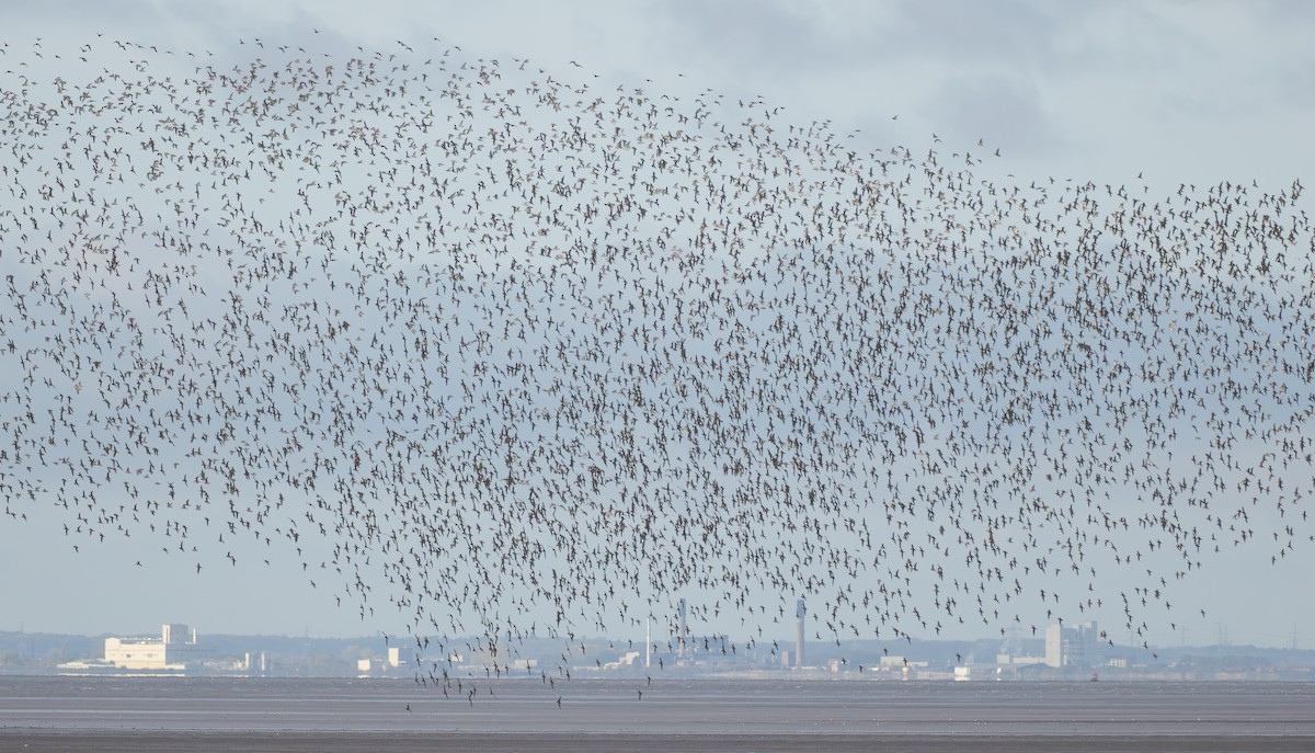 Сивка звичайна - ML645906917