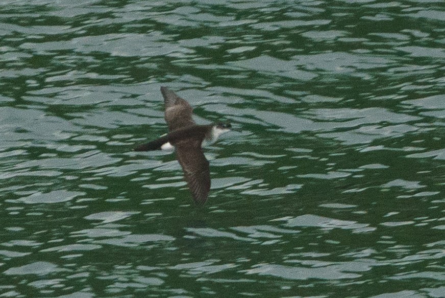 Manx Shearwater - ML645906920