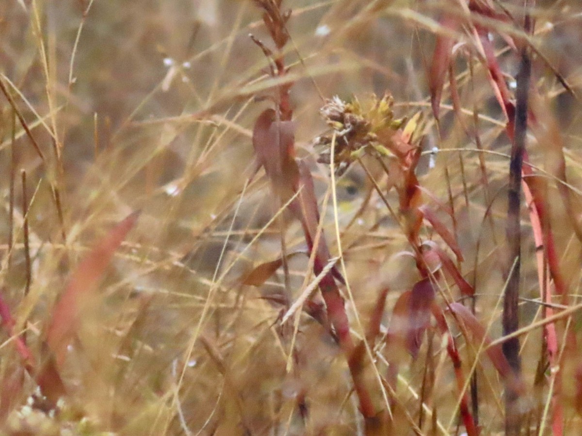 papežík americký - ML645906922