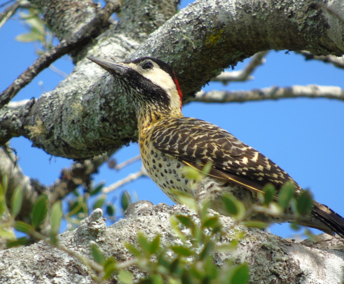 Черноусый дятел - ML645906926