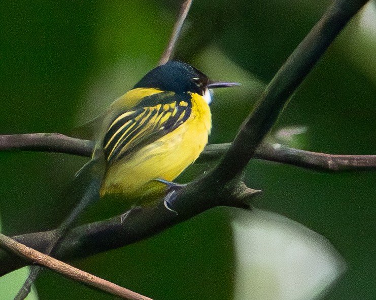 Black-headed Tody-Flycatcher - ML645906928
