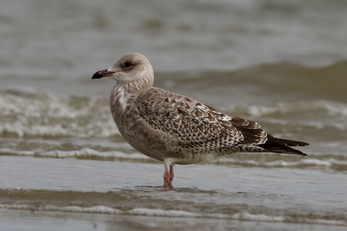 gull sp. - ML645906933