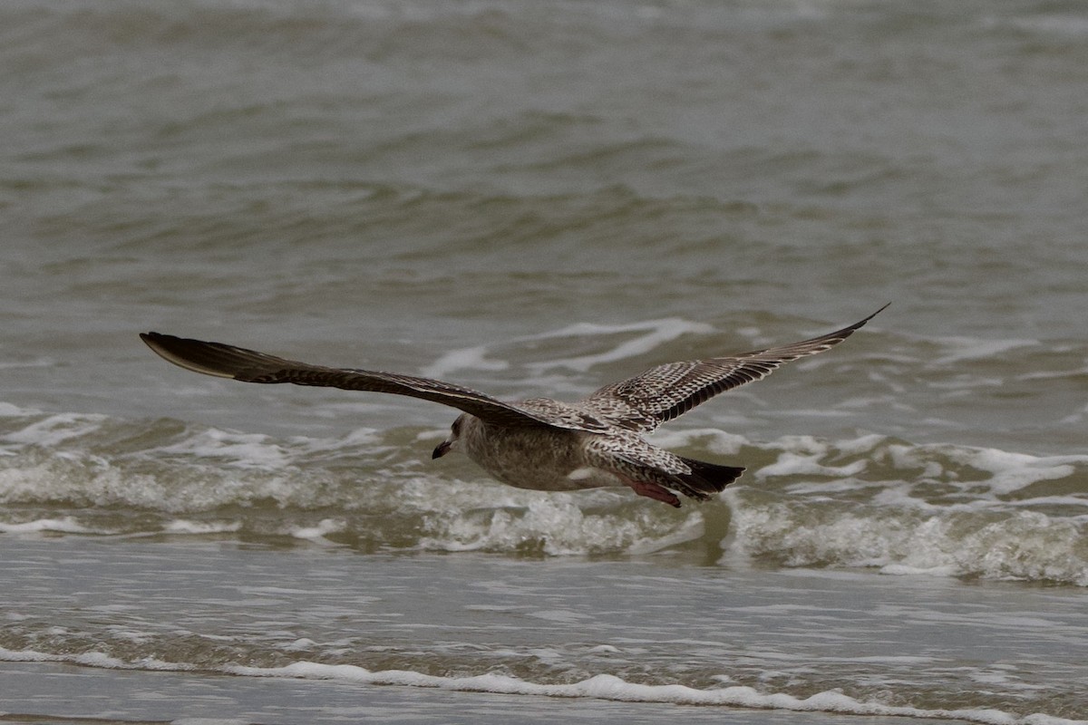 gull sp. - ML645906934