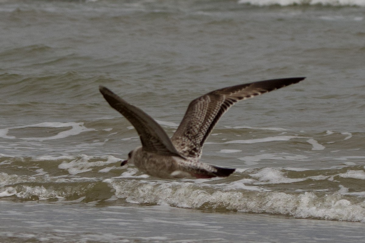 gull sp. - ML645906935