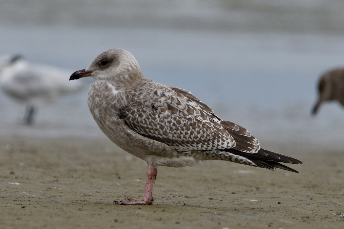 gull sp. - ML645906936