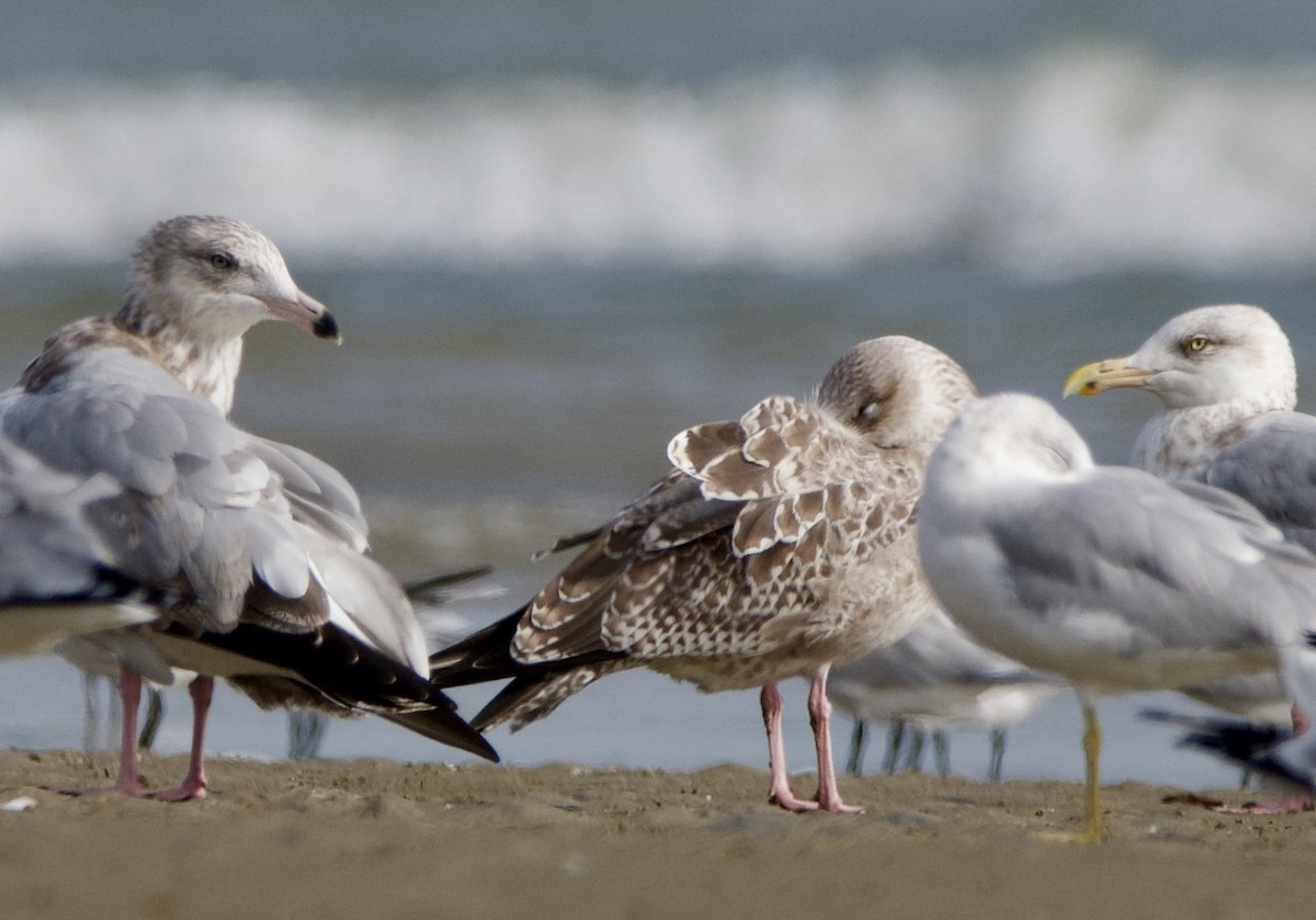 gull sp. - ML645906937