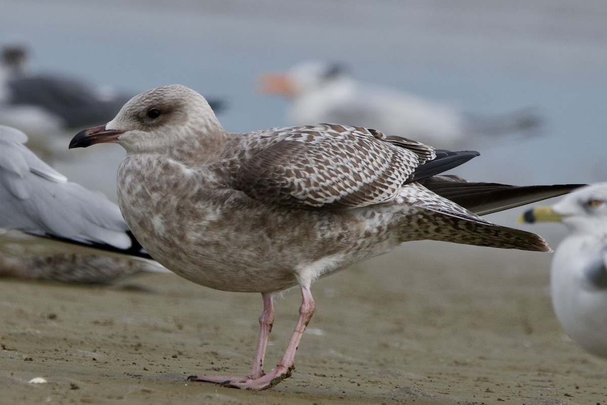 gull sp. - ML645906938
