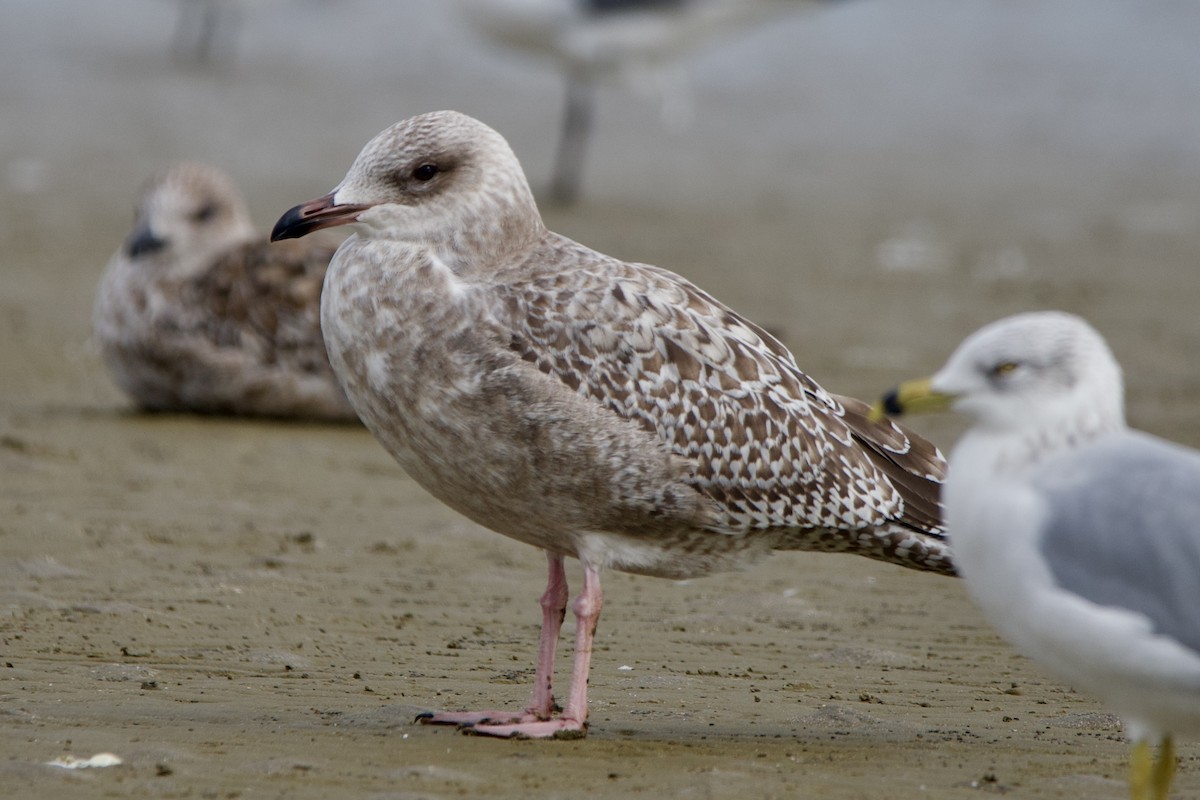 gull sp. - ML645906939