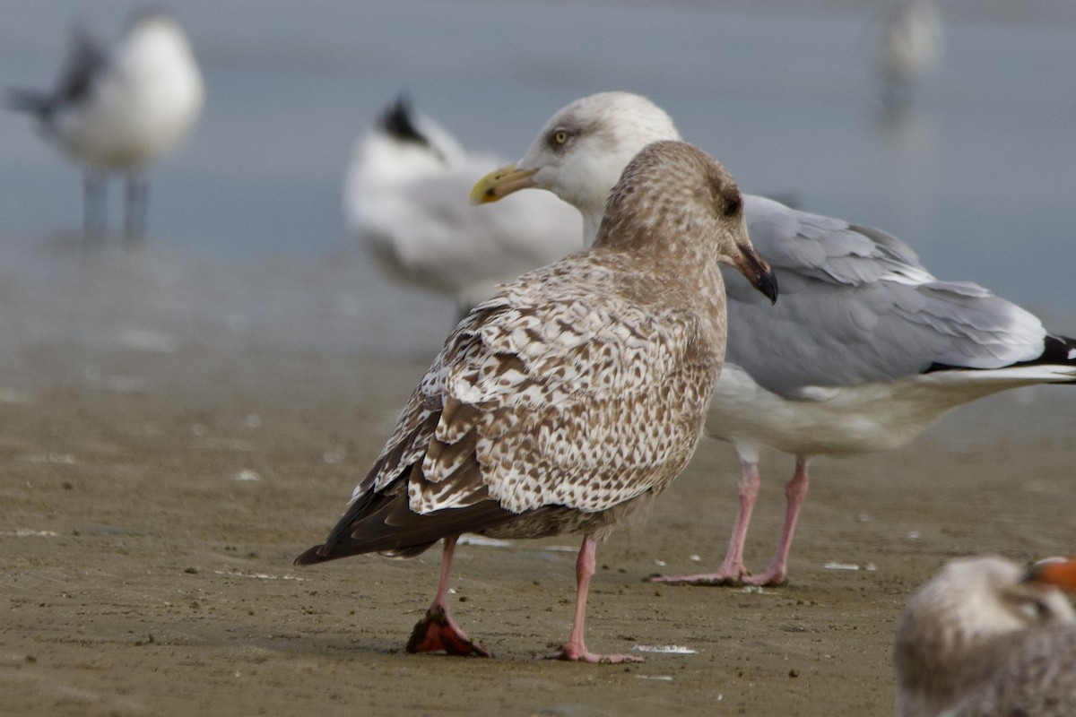 gull sp. - ML645906940